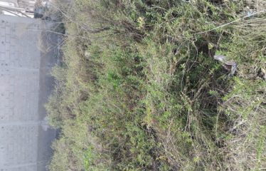 BAMBILOR : Terrain 152 m2 titre foncier global en cours de morcellement
