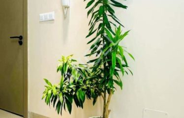 DAKAR POINT-E  Appartement meublé à louer au Point E