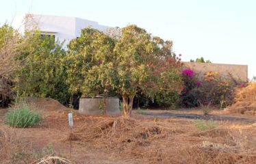 SALY : Terrain à vendre à saly quartier Dimantine
