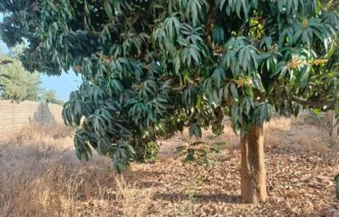 NGAPAROU : Terrain bord de route 5 062 m2 à vendre BT276