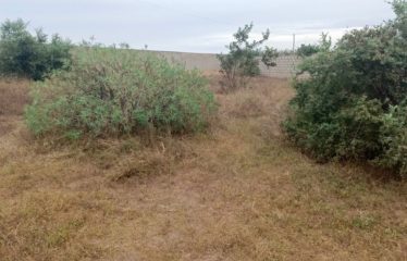 SALY : Terrain à vendre 1500 m2