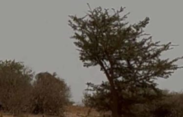 GUÉRÉO : Terrain à vendre 270m2