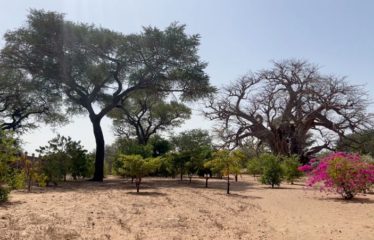 NGUERIGNE : Superbe terrain à vendre