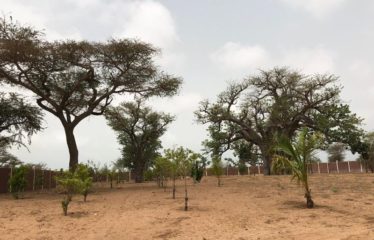 NGUERIGNE : Superbe terrain à vendre