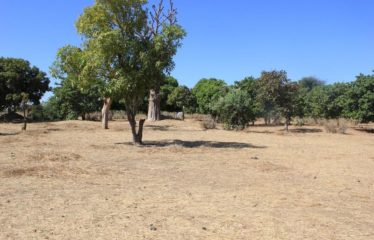 SANDIARA : Terrain d’exception à vendre