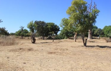 SANDIARA : Terrain d’exception à vendre