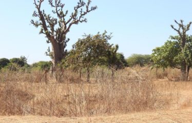 SANDIARA : Terrain d’exception à vendre