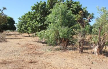 SANDIARA : Terrain d’exception à vendre