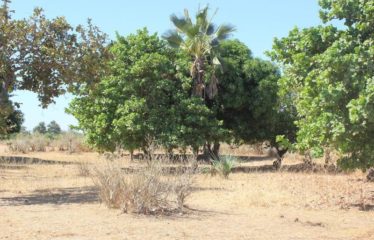 SANDIARA : Terrain d’exception à vendre