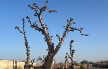 NGUEKHOKH : Terrain à vendre 2500 m2
