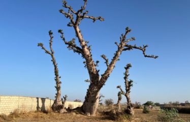 NGUEKHOKH : Terrain à vendre 2500 m2