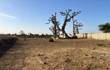 NGUEKHOKH : Terrain à vendre 2500 m2