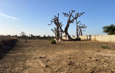 NGUEKHOKH : Terrain à vendre 2500 m2