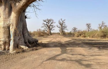 SINDIA : Terrain 24 Hectares à 50m de la route du péage à vendre