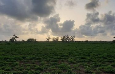 SINDIA : Terrain 24 Hectares à 50m de la route du péage à vendre