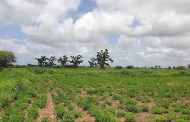SINDIA : Terrain 24 Hectares à 50m de la route du péage à vendre