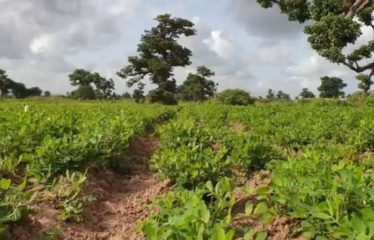 SINDIA : Terrain 24 Hectares à 50m de la route du péage à vendre