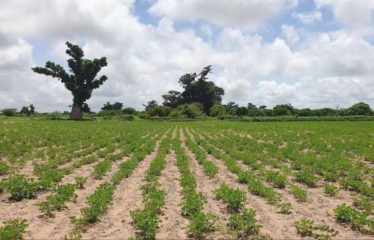 SINDIA : Terrain 24 Hectares à 50m de la route du péage à vendre