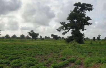 SINDIA : Terrain 24 Hectares à 50m de la route du péage à vendre