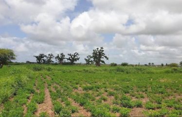 SINDIA : Terrain 24 Hectares à 50m de la route du péage à vendre