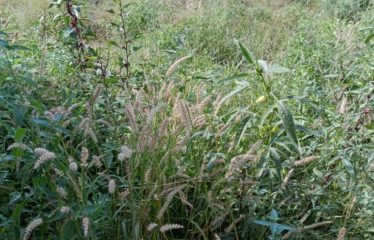 NGAPAROU : Terrain de 4 000 m2 à vendre