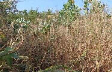 NGUEKHOKH : Terrain de 498 m2 à vendre