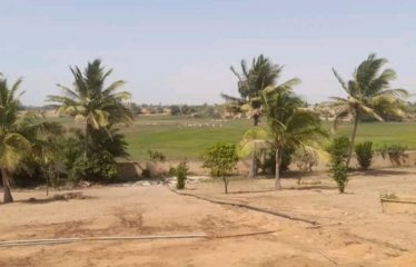 ZONE DES NIAYES : Hectares à vendre