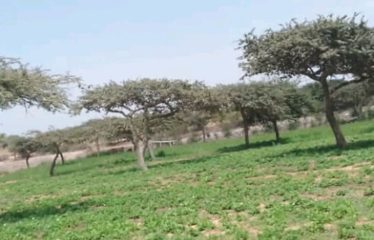 ZONE DES NIAYES : Hectares à vendre