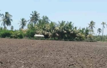 ZONE DES NIAYES : Hectares à vendre
