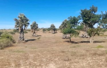 ZONE DES NIAYES : Hectares à vendre