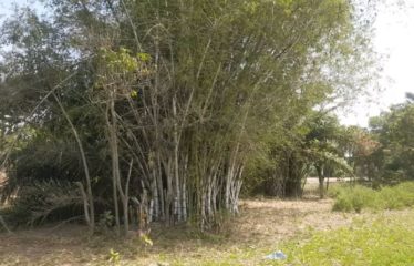 ZONE DES NIAYES : Hectares à vendre