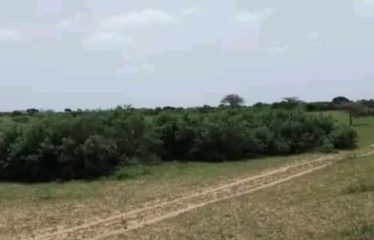 MBORO : Terrain à vendre – Projet avicole