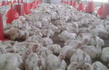 MBORO : Terrain agricole à vendre – OFFRE TERANGA AGRO