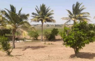 MBORO : Terrain agricole à vendre – OFFRE TERANGA AGRO