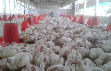 MBORO : Terrain agricole à vendre – Promo exceptionnelle aviculture et agricole