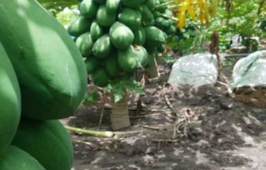 MBORO : Terrain agricole à vendre – Promo exceptionnelle aviculture et agricole