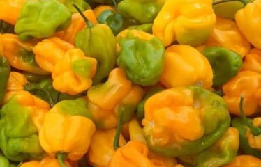 MBORO : Terrain agricole à vendre – Promo exceptionnelle aviculture et agricole