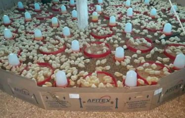 MBORO : Terrain agricole à vendre – Promo exceptionnelle aviculture et agricole