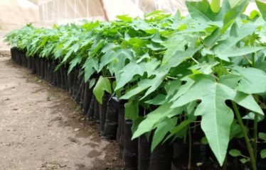 MBORO : Terrain agricole à vendre – Promo exceptionnelle aviculture et agricole