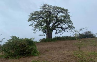 MBORO : Verger de 2 hectares à vendre à Mboro sur mer