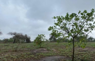 MBORO : Verger de 2 hectares à vendre à Mboro sur mer