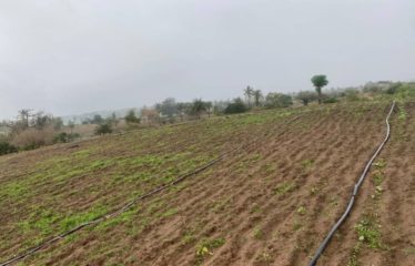 MBORO : Verger de 2 hectares à vendre à Mboro sur mer