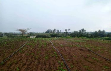 MBORO : Verger de 2 hectares à vendre à Mboro sur mer