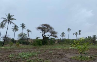 MBORO : Verger de 2 hectares à vendre à Mboro sur mer