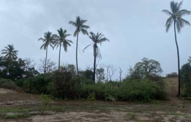 MBORO : Verger de 2 hectares à vendre à Mboro sur mer