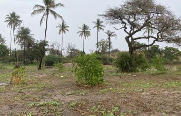 MBORO : Verger de 2 hectares à vendre à Mboro sur mer