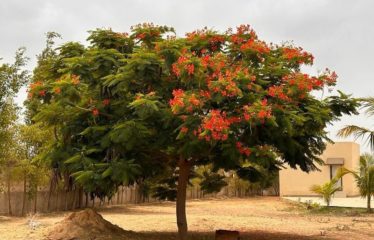 NGUEKHOKH : Villa 6 chambres avec piscine sur 2 hectares à vendre