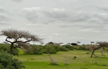 MBORO : Terrains agricole 10 hectares à vendre