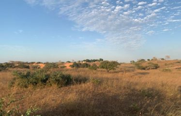 MBORO : 45 hectares agricoles à vendre