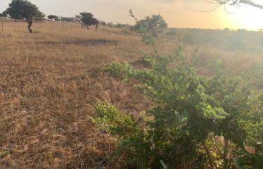 MBORO : 45 hectares agricoles à vendre